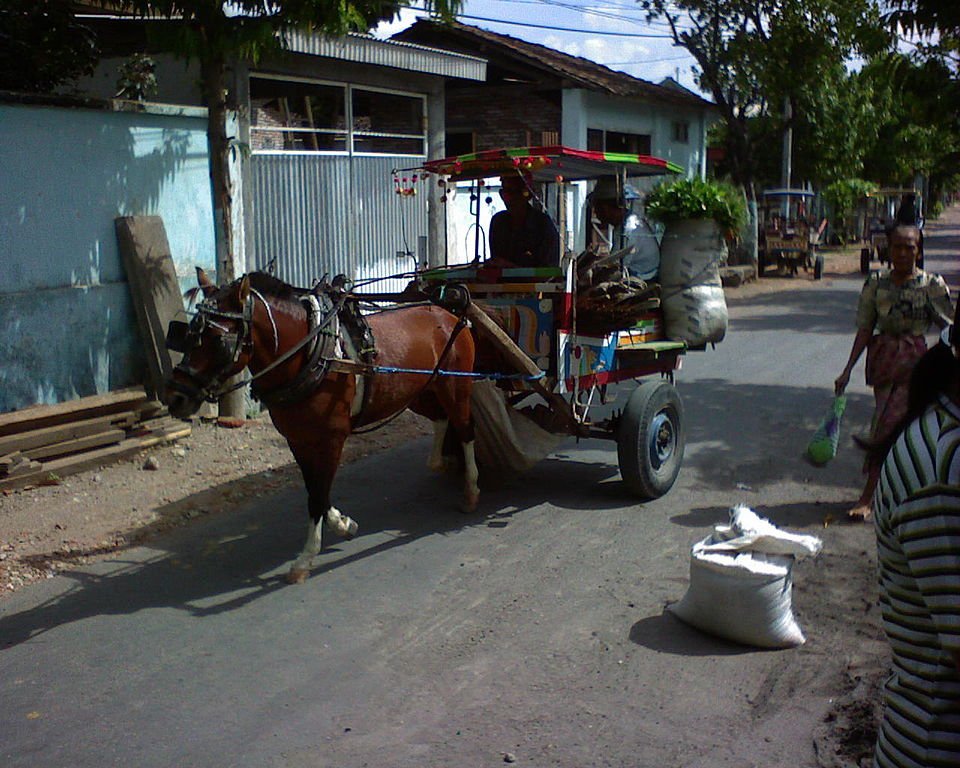 Sarana transportasi lombok tradisional cidomo