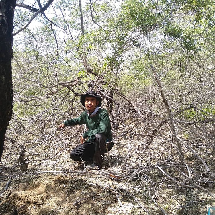 Hutan Mangrove Gili Sulat, sumber ig ari_oji_