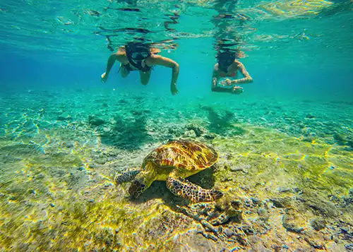 paket tour gili trawangan 1 hari spot penyu atau turtle