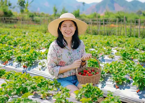 pelanggan aktivitas petik strawberry mengambil paket tour sembalun